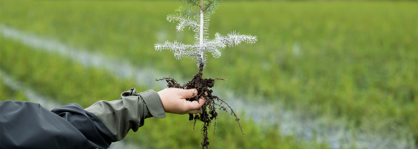 Connisafe Barrotsplanta Gran