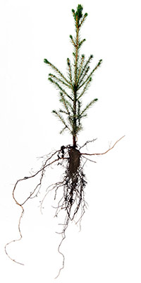 Teplus 1,5 Gran 1605